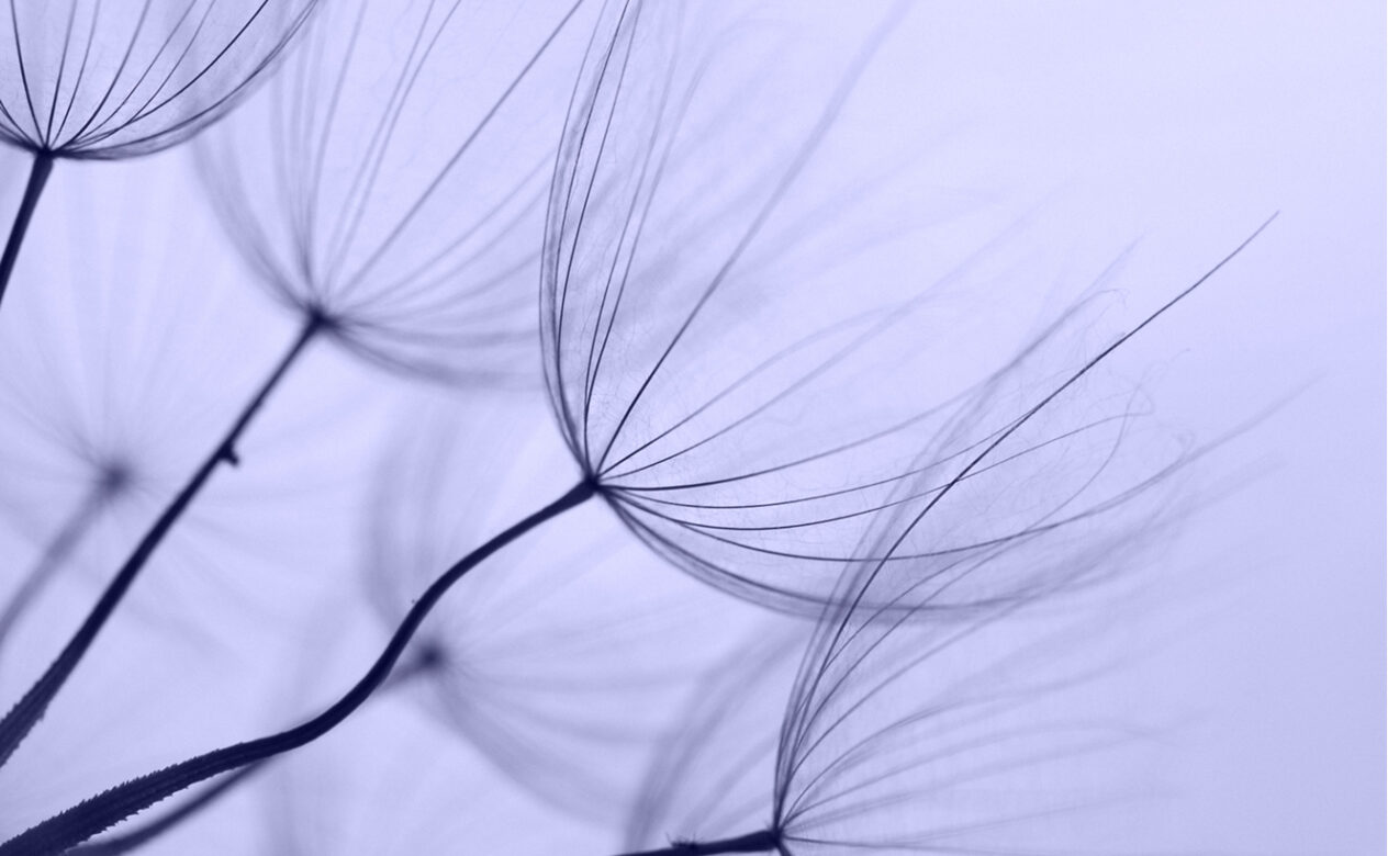 Dandelion Closeup