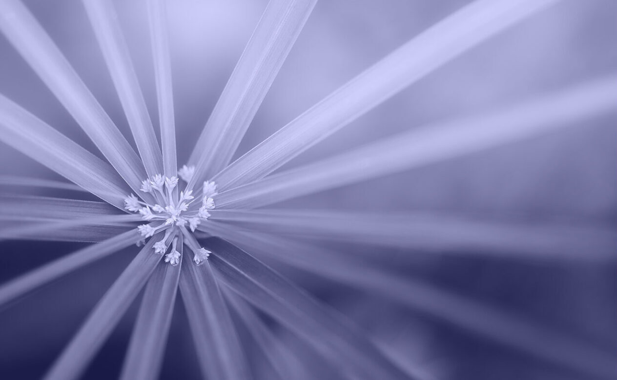 Flower Closeup