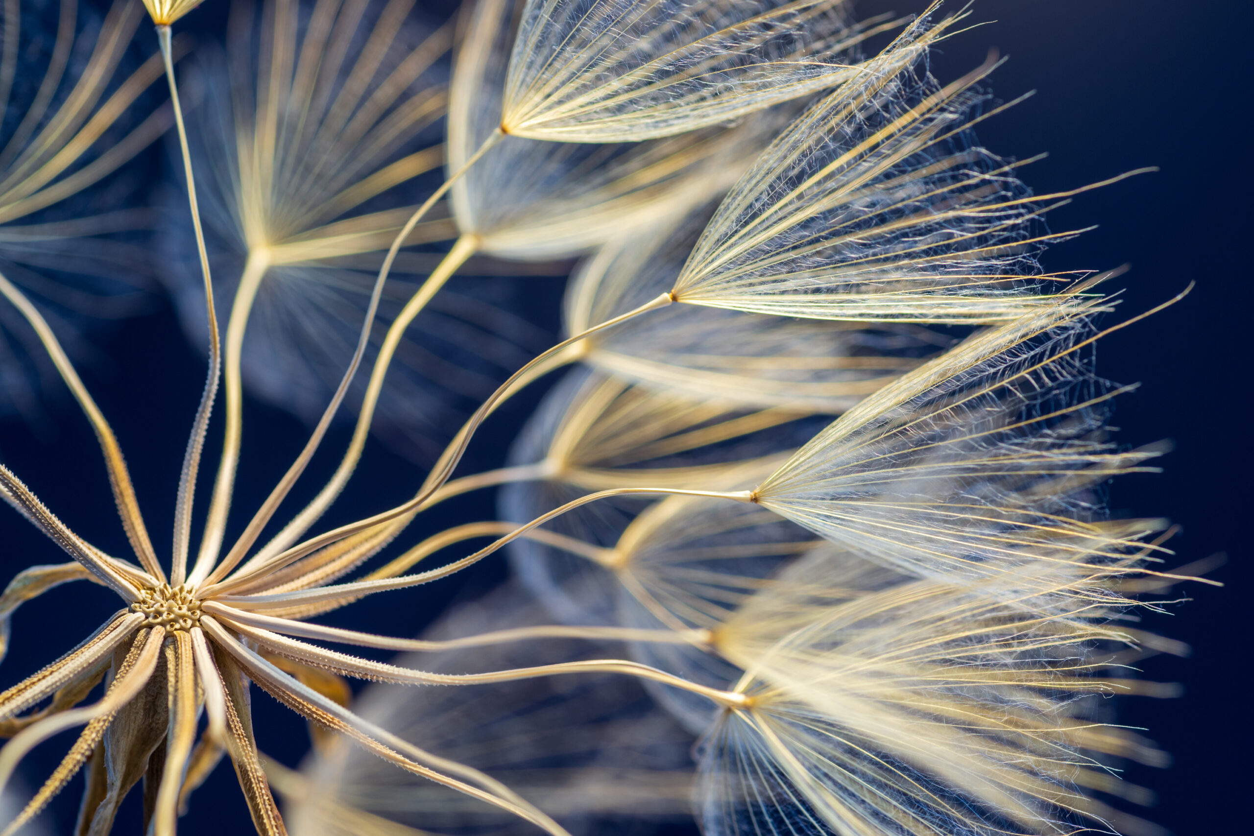 Close up of a Dandelion
