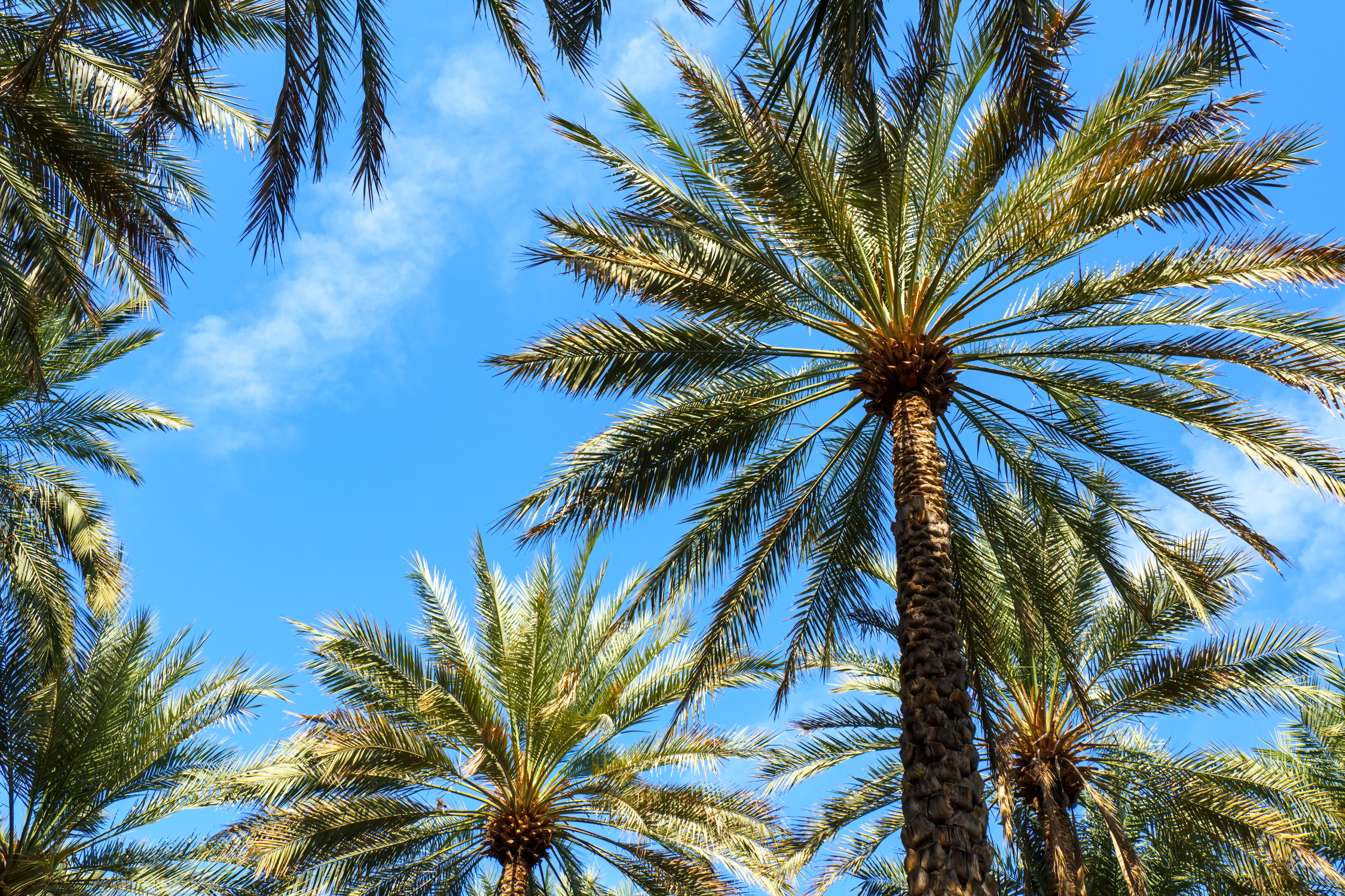Palm Trees Under the Sky