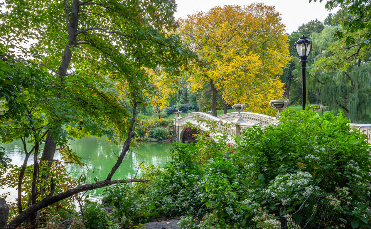 Bridge In a Park Surrounded by Trees