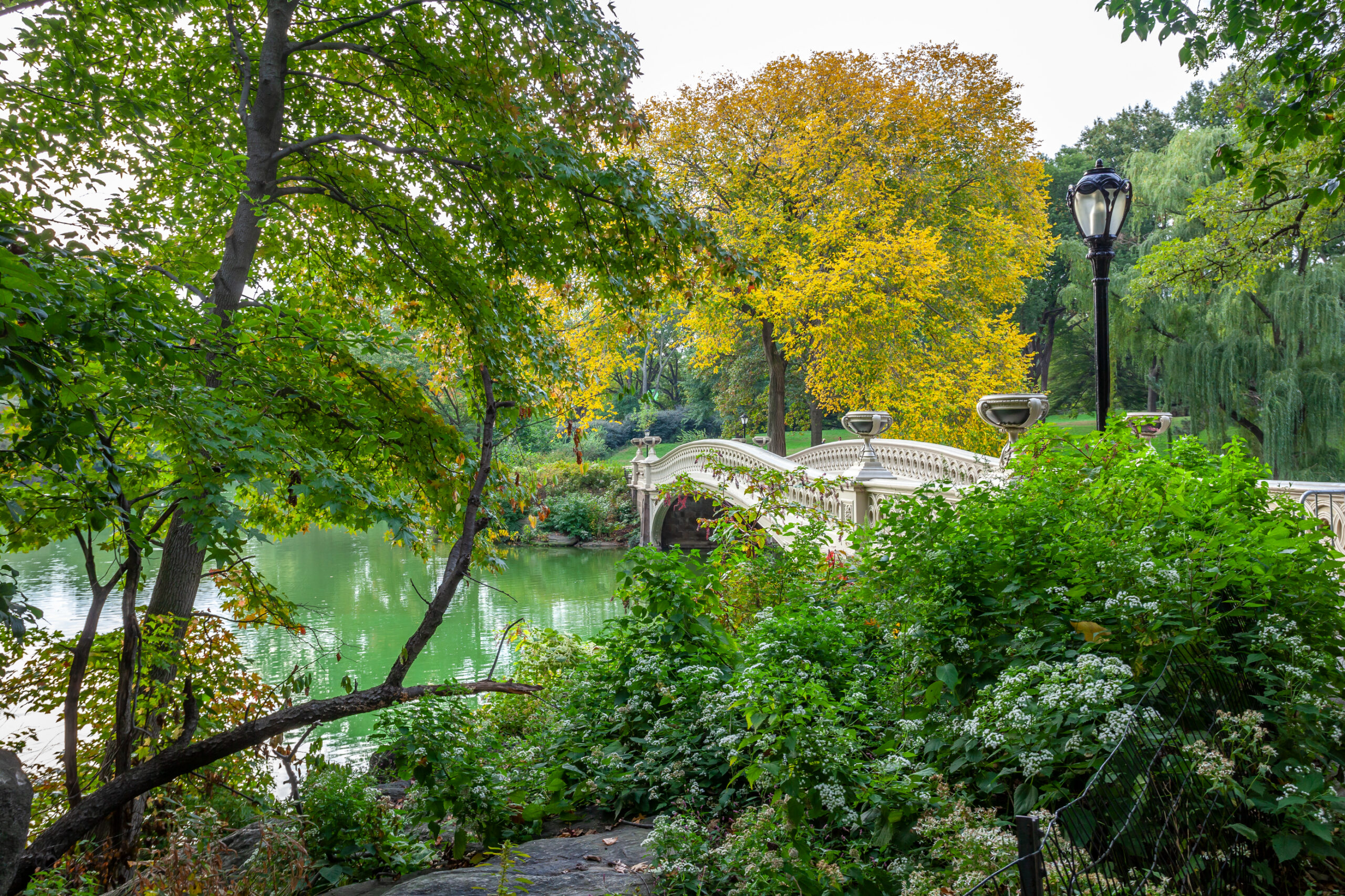 Bridge In a Park Surrounded by Trees