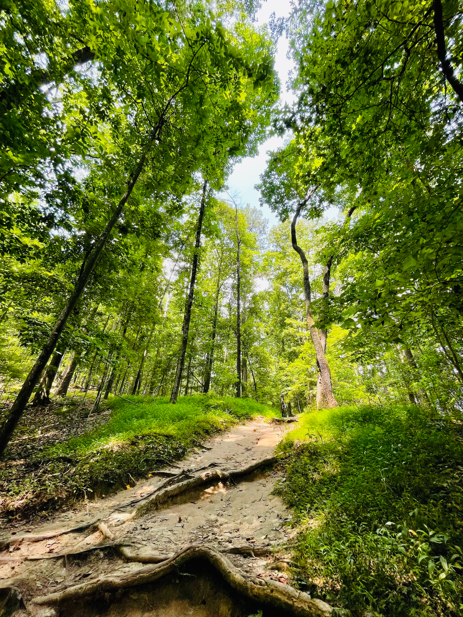 Hiking Path in the Woods