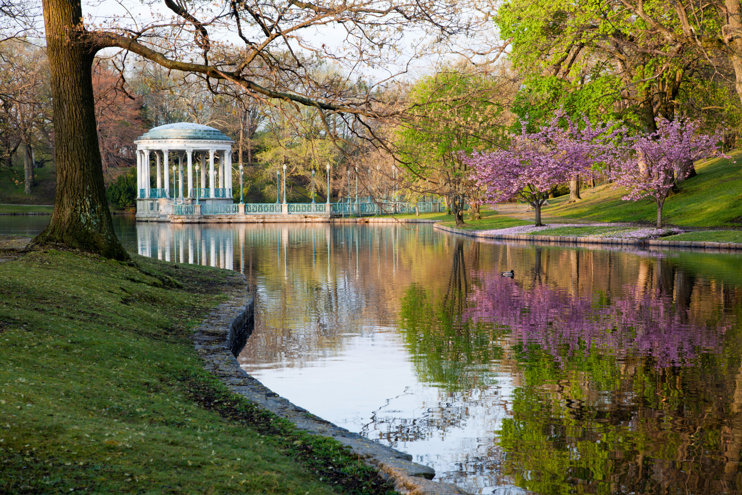 Pond in a Park Surrounded by Trees