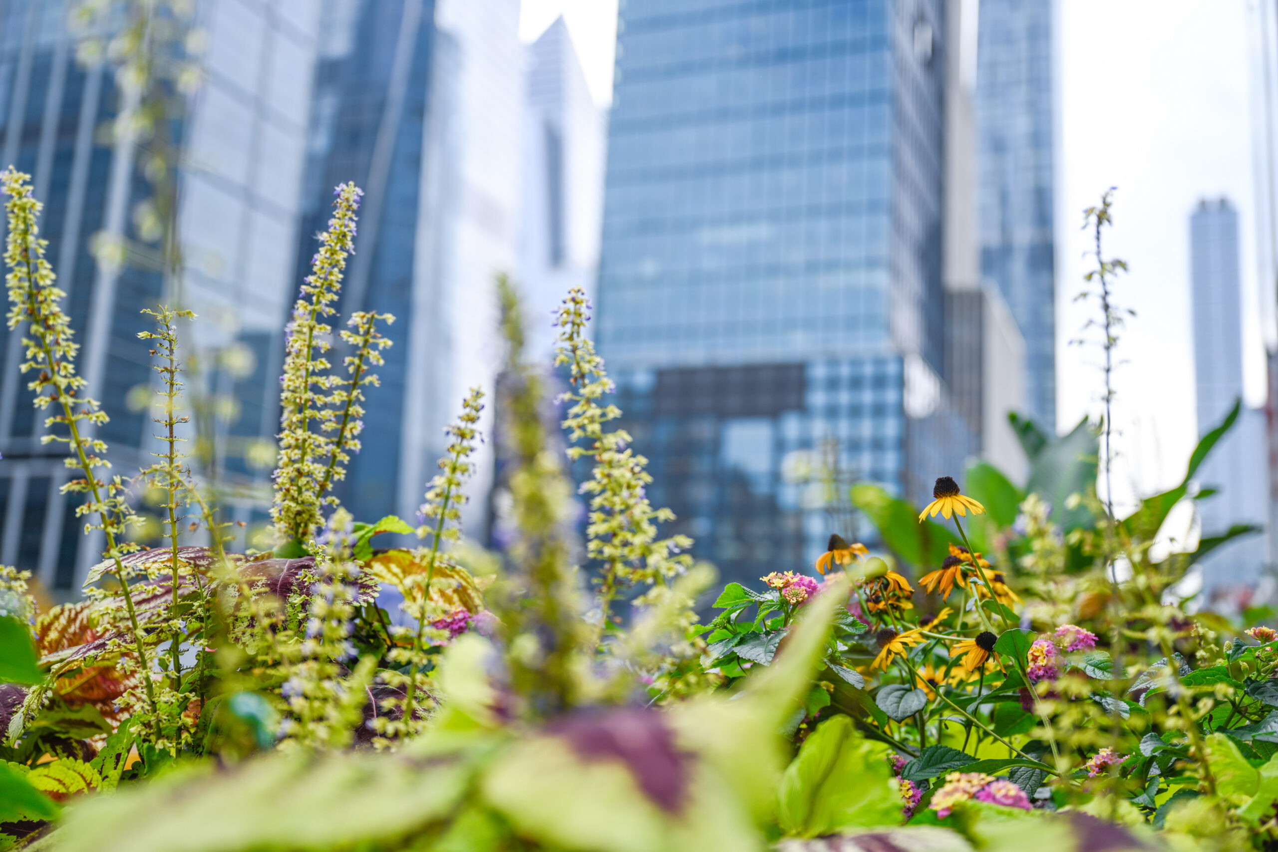 Closeup of Plants in Front of City Building