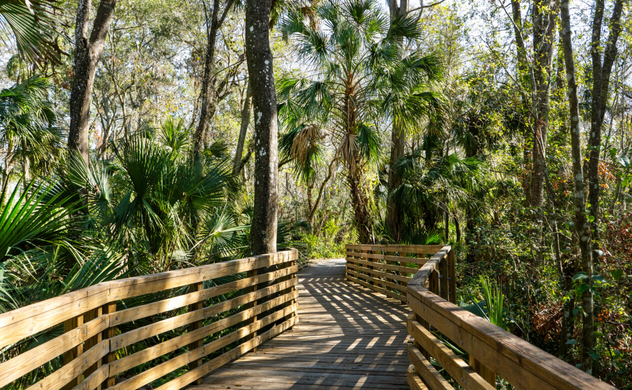 Bridge in a Forest