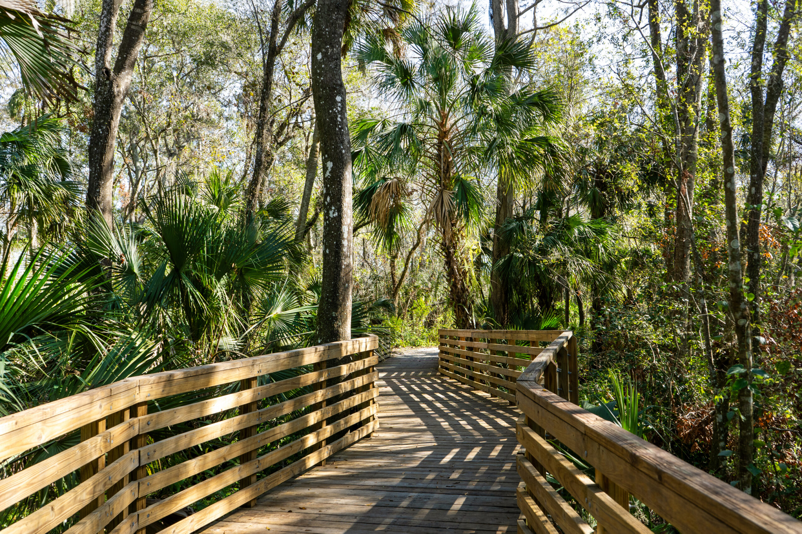 Bridge in a Forest