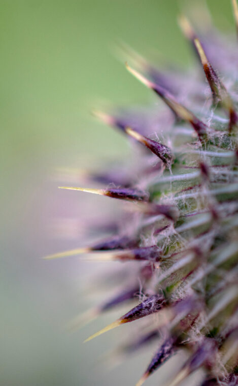 Closeup of Flower