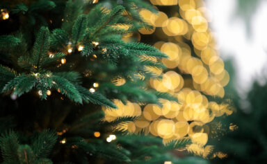 Christmas Lights on a Tree
