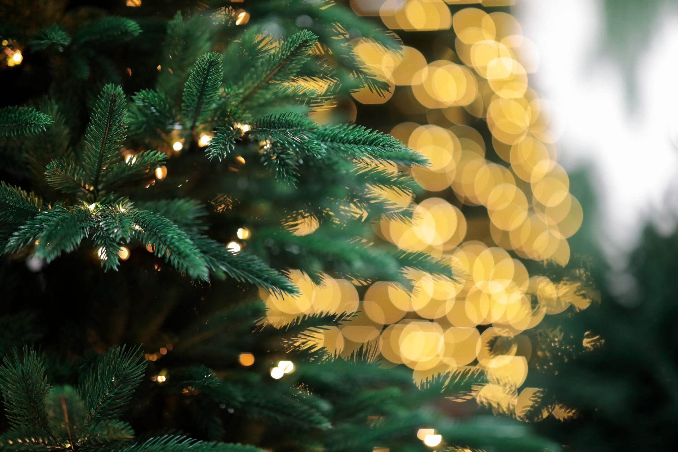 Christmas Lights on a Tree