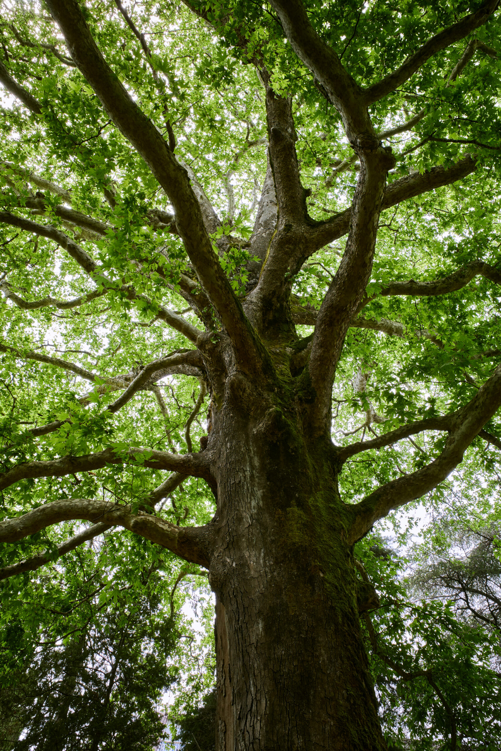 Tree in a Forrest