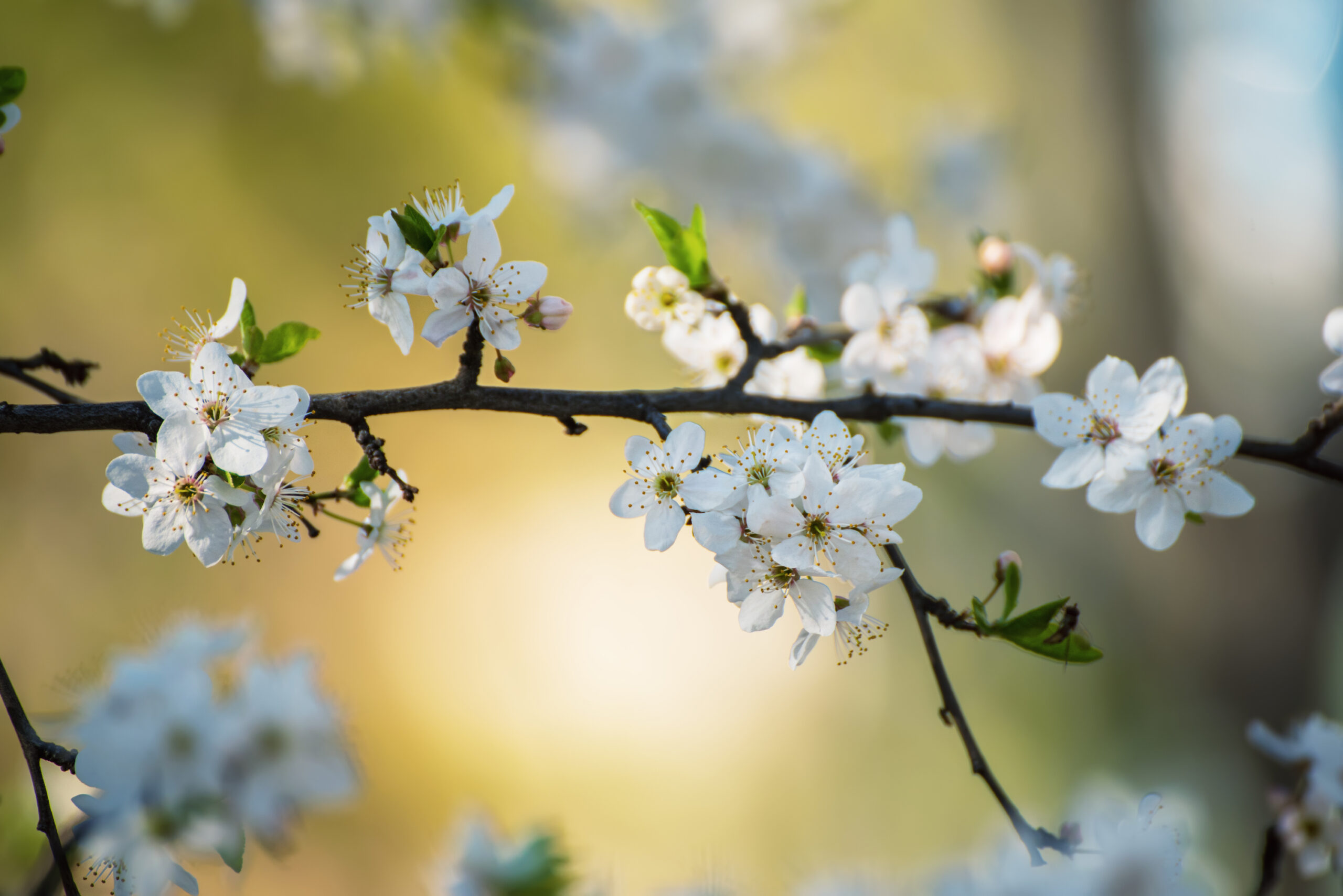 Flowers on a Branch