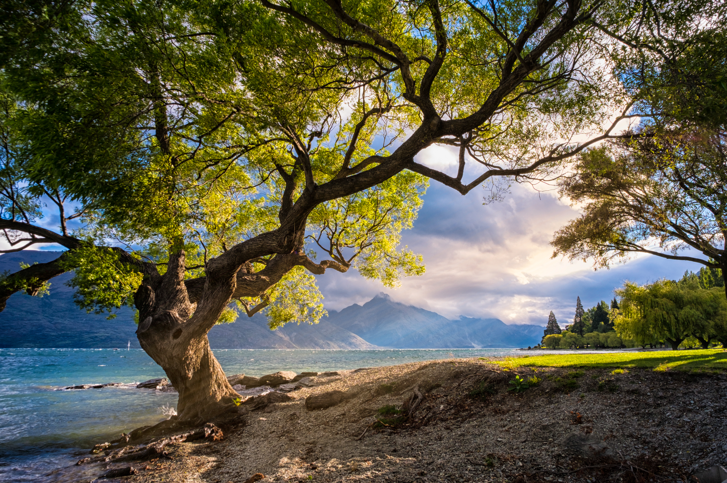 Tree in front of the Ocean and Mountains