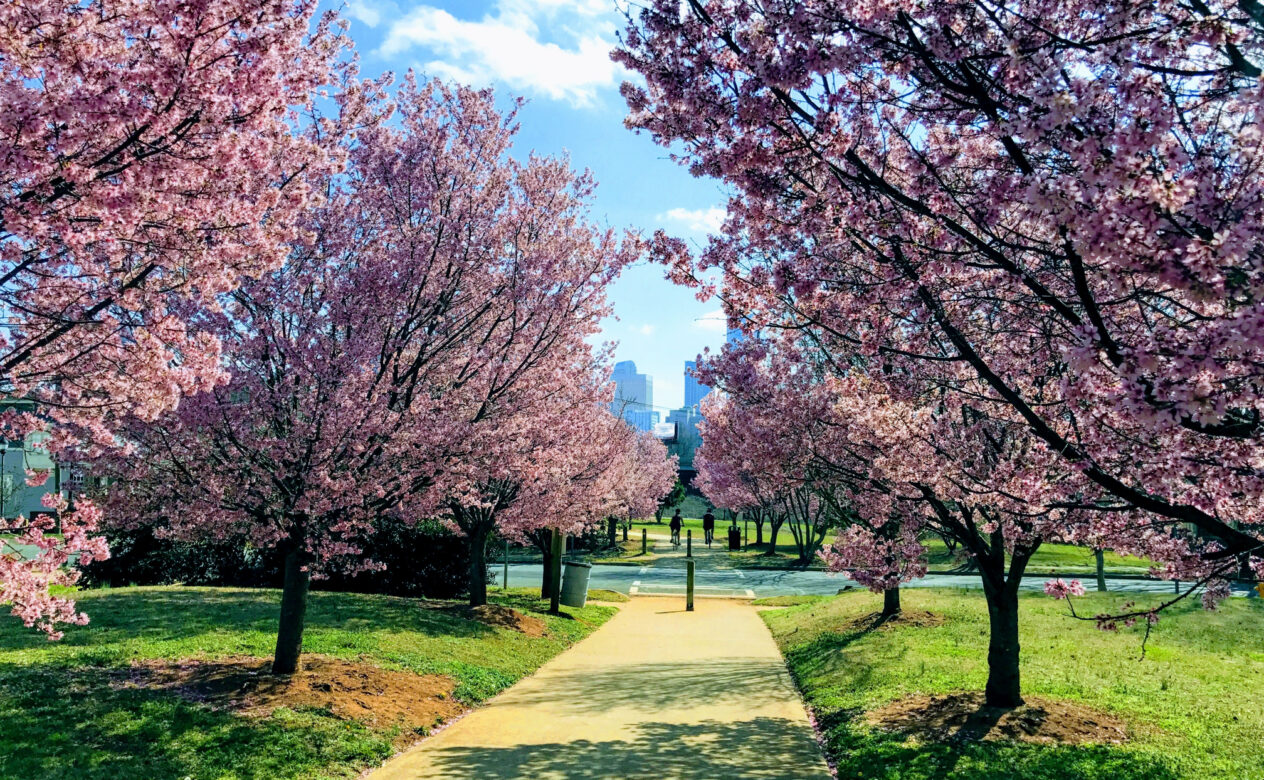 Trees in a Park