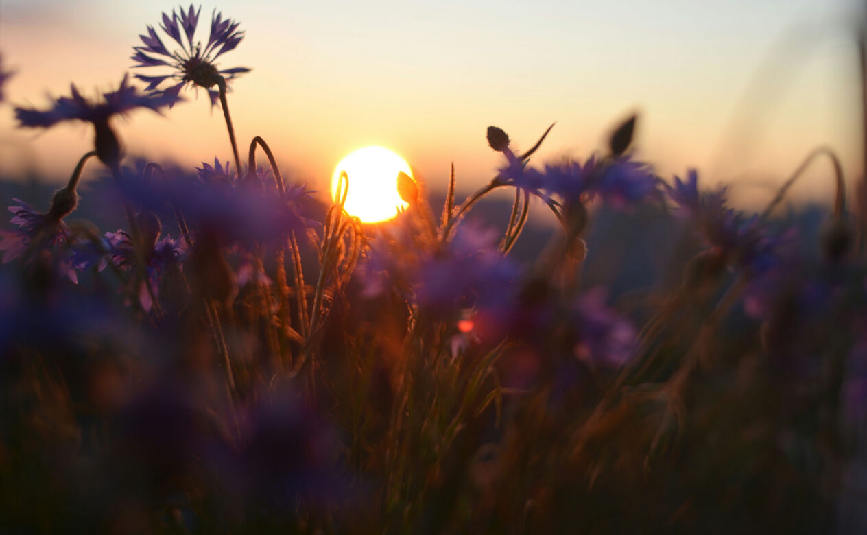sunset behind field of wildflowers